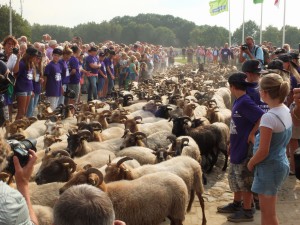 Drentse heideschapen in de straat