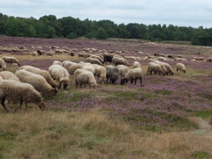 Schapen in Drenthe