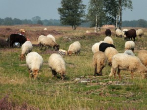 Drentse schaapskudde Balloo