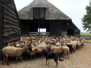 Schaapskudden in Drenthe met hond