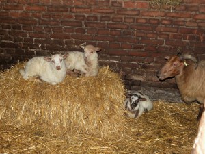 Lammetjes van het Drentse Heideschaap