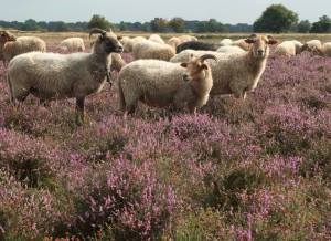 Drents Heideschaap 1