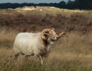 Drents Heideschaap