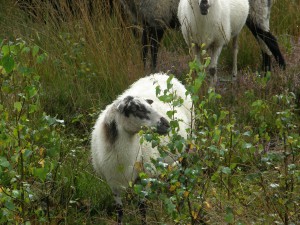 Schoonebeker heideschaap