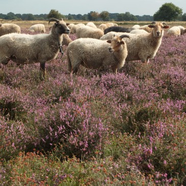 Bijdrageregeling schaapskudden Drenthe onvoldoende