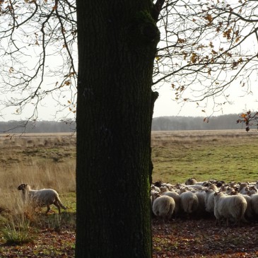 Drentse politiek drukt kuddes aan de borst