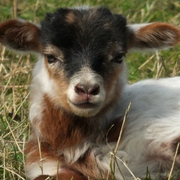 Lammertijd bij de Drentse kuddes