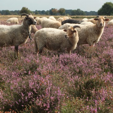 Reactie op Drentse Cultuurnota