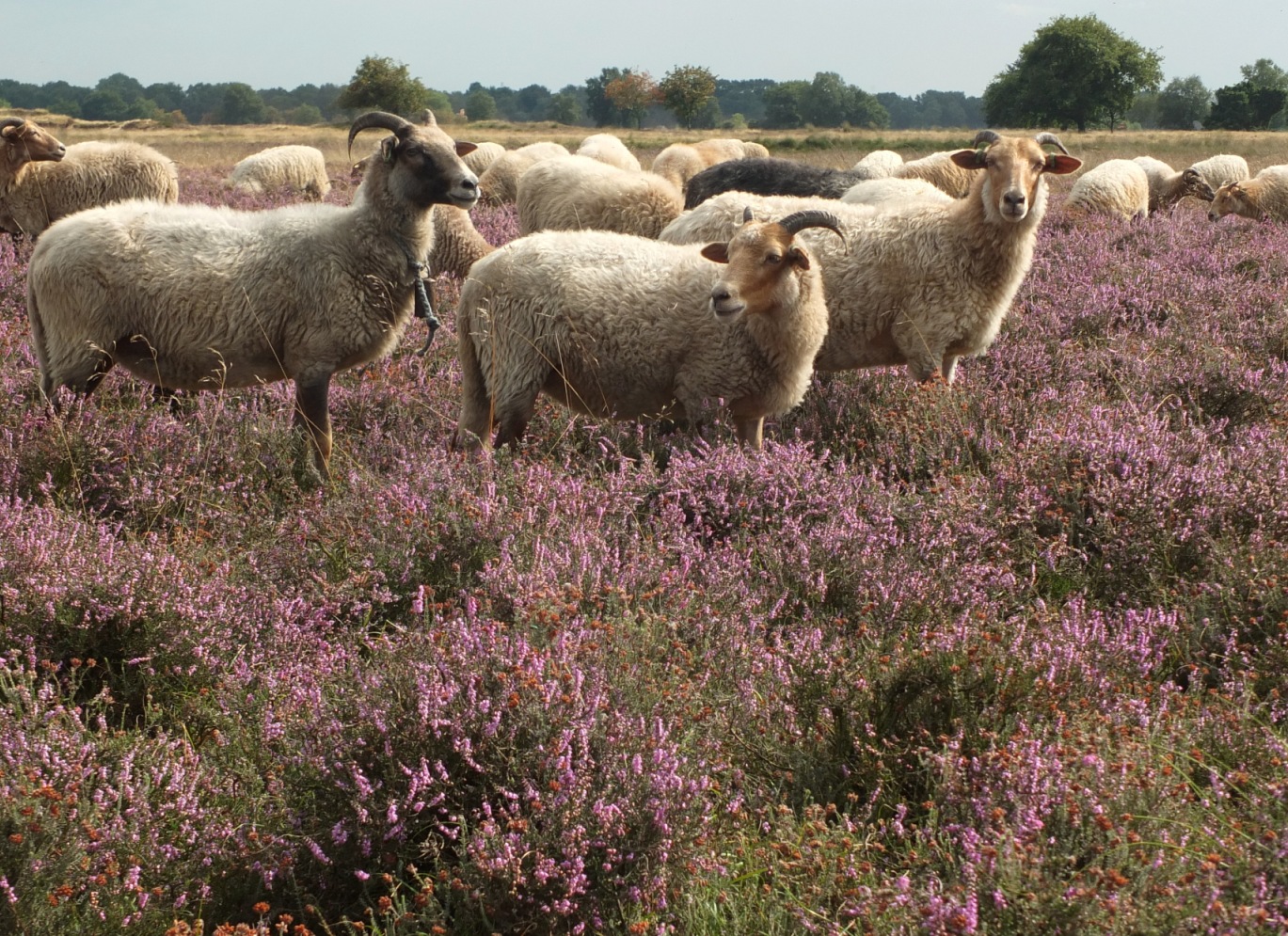 AK AA hei schapen dw veld aug 2013 184