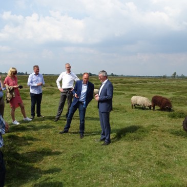 Extra steun voor Drentse schaapskuddes