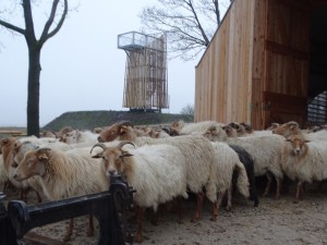Kerstdrukte Drentse Kooien 2