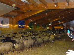 Kerstdrukte Drentse Kooien