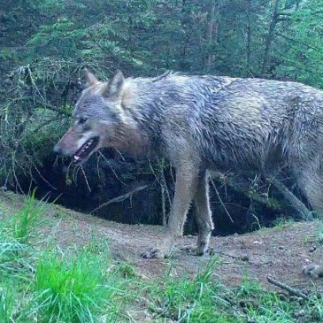 Drentse kuddes bereiden zich voor op komst wolf