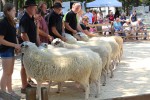 Keuringsdag voor schapen in het Duitse Uelsen