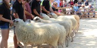 Keuringsdag voor schapen in het Duitse Uelsen
