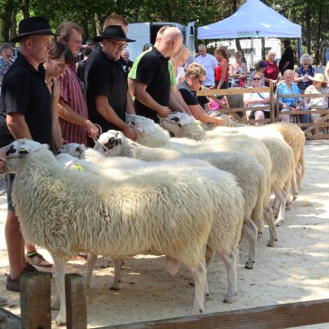 Keuringsdag voor schapen in het Duitse Uelsen
