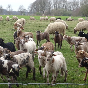 De tien Drentse kuddes trekken gezamenlijk op