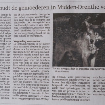 In Midden Drenthe slaat de wolf toe