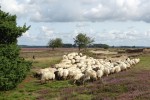 Schaapskuddes trekken veel belangstellenden.