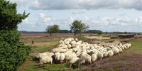 Schapen zijn de beste natuur- en heidebeheerders