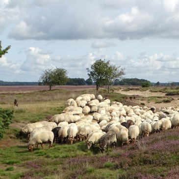 Schapen zijn de beste natuur- en heidebeheerders