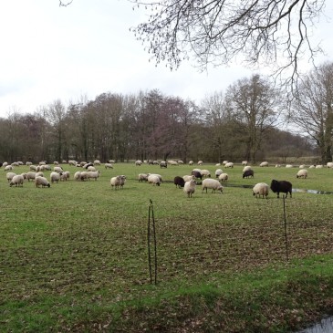 Geld voor wolfwerende rasters