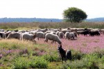 Drentse heide bloeit uitbundig