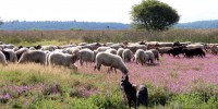 Drentse heide bloeit uitbundig