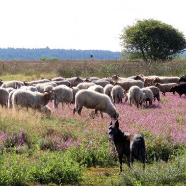 Drentse heide bloeit uitbundig