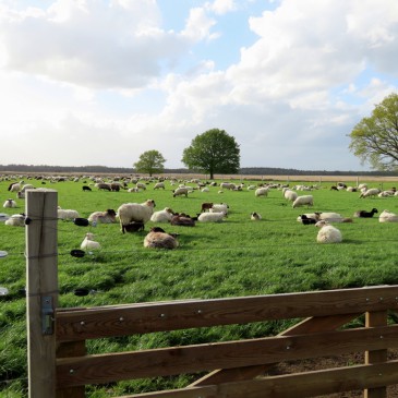 Wolf slaat toe in zuid-west Drenthe