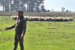 Provincie verhoogt subsidie voor schaapskuddes 