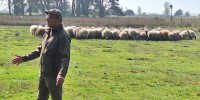Provincie verhoogt subsidie voor schaapskuddes 
