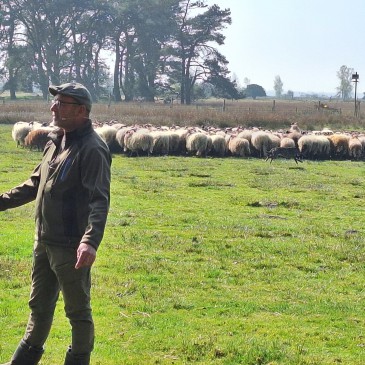 Provincie verhoogt subsidie voor schaapskuddes 
