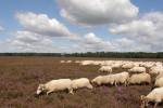 Jaarverslag 2024 van de Drentse Schaapskudden.