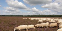 Jaarverslag 2024 van de Drentse Schaapskudden.