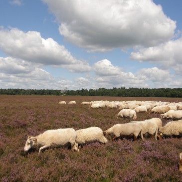 Jaarverslag 2024 van de Drentse Schaapskudden.